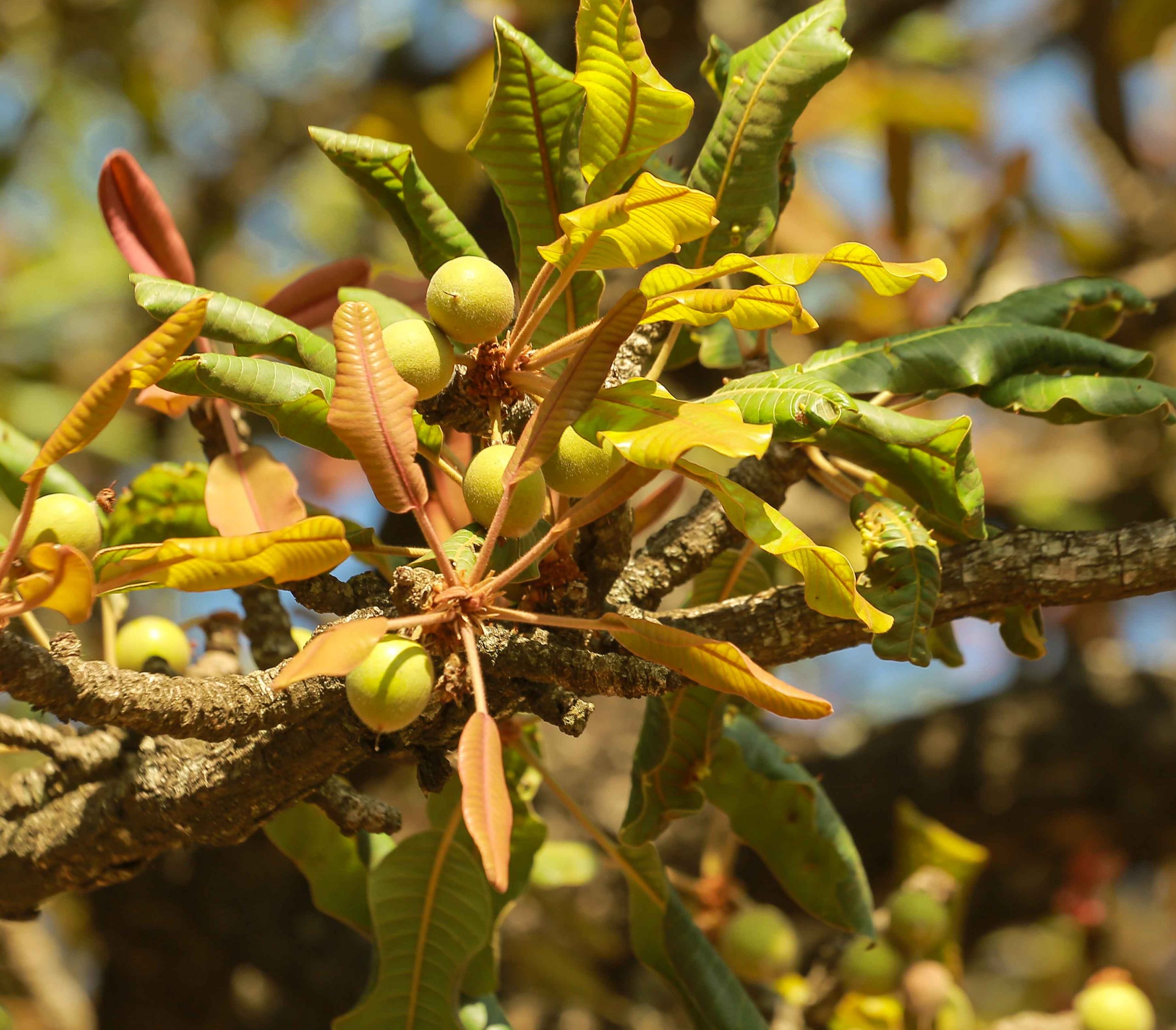Nilotica fruits on the shea trees
