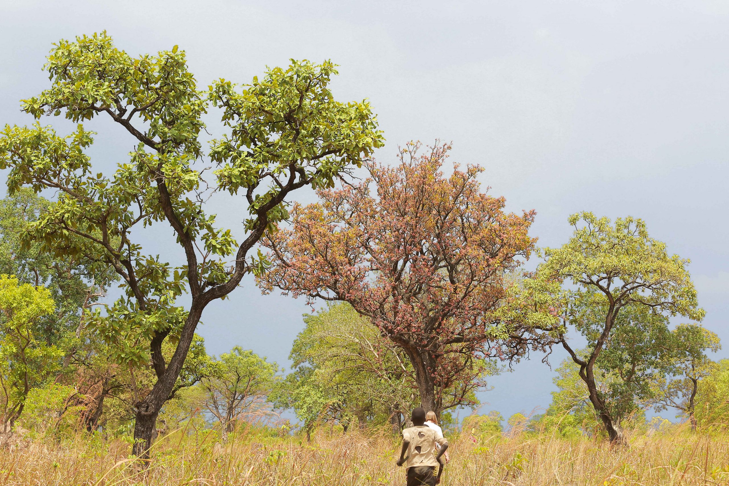 Wild nilotica trees in north uganda